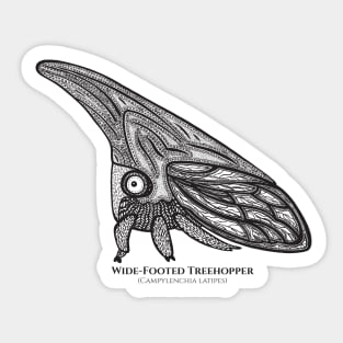 Treehopper with Common and Latin Names - super cute bug drawing Sticker